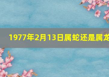 1977年2月13日属蛇还是属龙