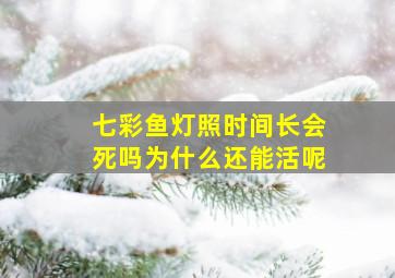 七彩鱼灯照时间长会死吗为什么还能活呢