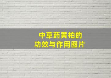 中草药黄柏的功效与作用图片