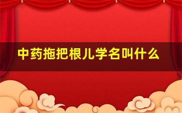 中药拖把根儿学名叫什么