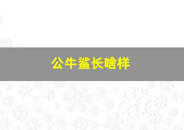 公牛鲨长啥样