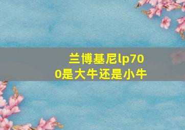 兰博基尼lp700是大牛还是小牛