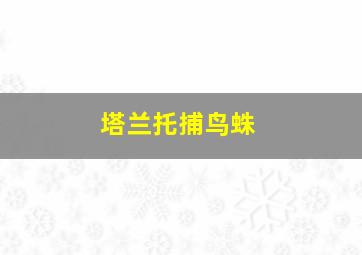 塔兰托捕鸟蛛