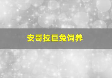 安哥拉巨兔饲养