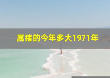 属猪的今年多大1971年