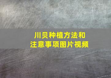 川贝种植方法和注意事项图片视频