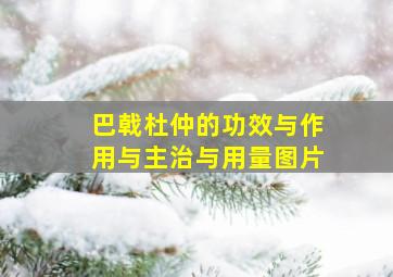 巴戟杜仲的功效与作用与主治与用量图片