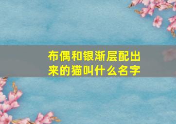 布偶和银渐层配出来的猫叫什么名字