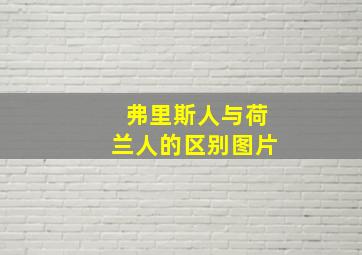 弗里斯人与荷兰人的区别图片