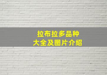 拉布拉多品种大全及图片介绍