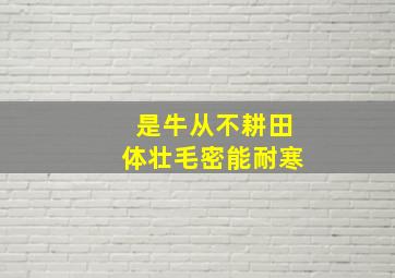 是牛从不耕田体壮毛密能耐寒