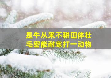 是牛从来不耕田体壮毛密能耐寒打一动物