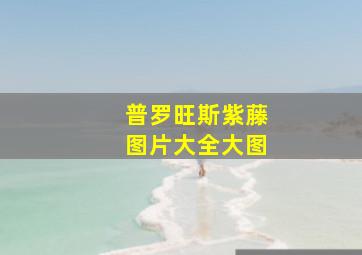 普罗旺斯紫藤图片大全大图