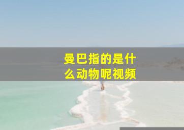 曼巴指的是什么动物呢视频