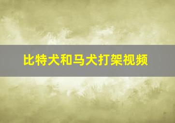 比特犬和马犬打架视频