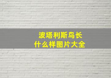 波塔利斯鸟长什么样图片大全