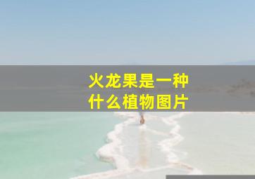 火龙果是一种什么植物图片