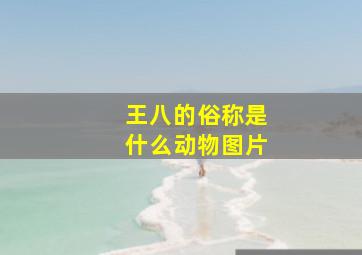 王八的俗称是什么动物图片