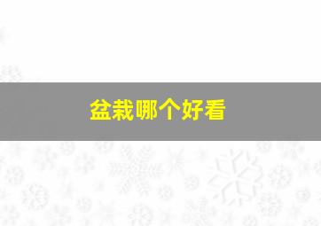 盆栽哪个好看