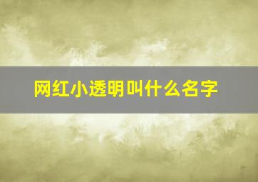 网红小透明叫什么名字