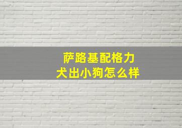 萨路基配格力犬出小狗怎么样