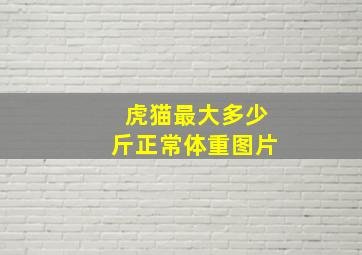 虎猫最大多少斤正常体重图片