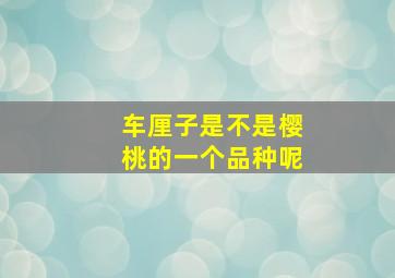 车厘子是不是樱桃的一个品种呢