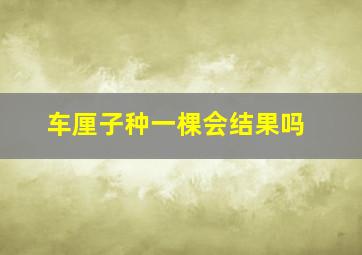 车厘子种一棵会结果吗